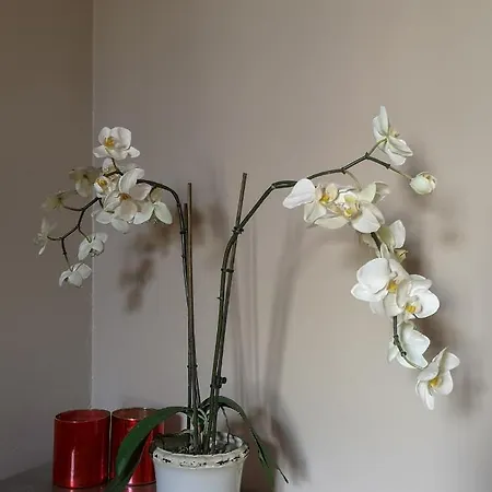 Auberge de jeunesse Kadriorg *